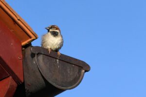 Bird in Gutter